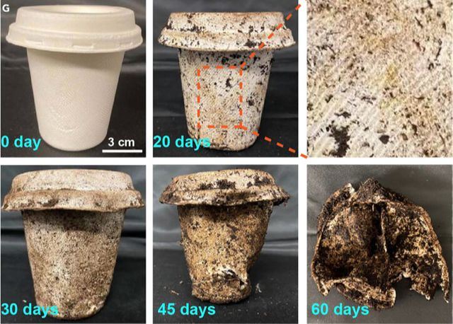 Decomposition of degradable cups (0~60 days).