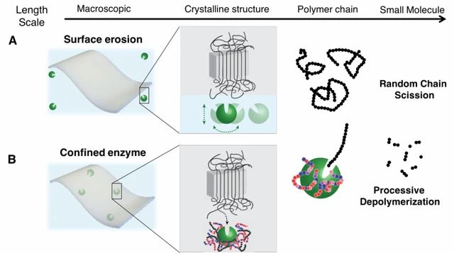 Edible polymer enzymes Edible polymer enzymes